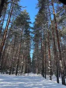 Артемида - 16