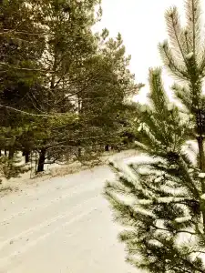 Приокские Зори - 34