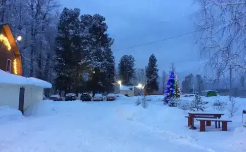 Кедр - 21