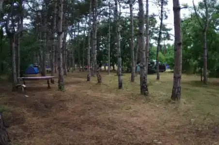 Сосновый бор - 26