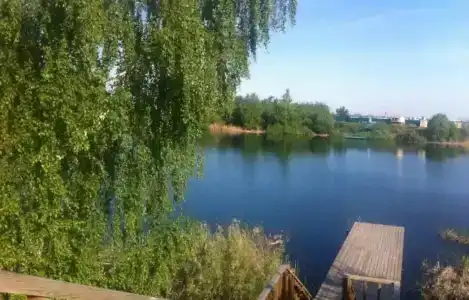 Золотая рыбка - 6