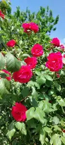 АзовХолидей - 52