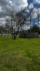 Древно - 79