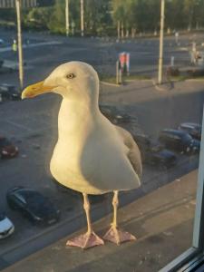 Меридиан - 83