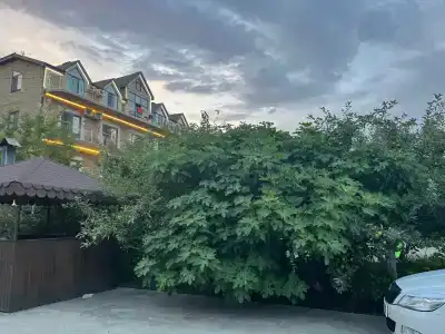 Золотые Пески - 81