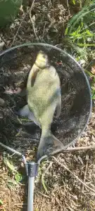 Чардым-Дубрава - 61