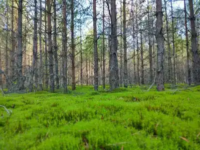 Сокольский Бор - 2