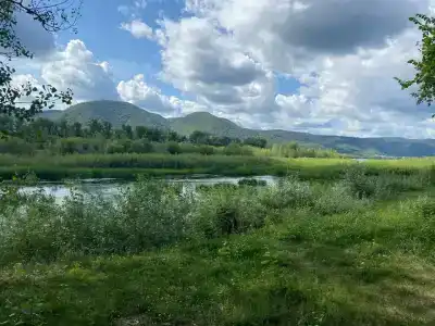 Тополя - 1