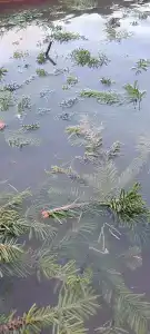 Зель-Диего - 59