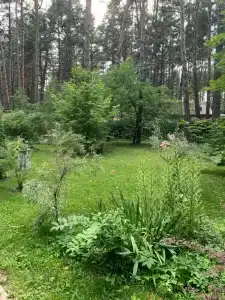 Чайка - 6