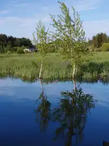 Челмужская усадьба - 43