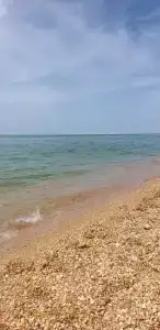 Гвоздика - 19