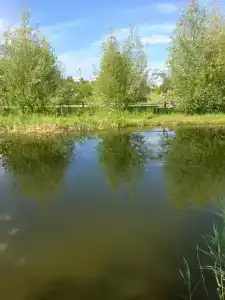 Каштан - 12