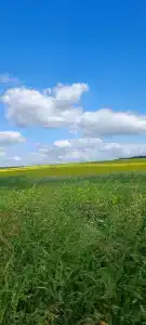 Черемушки - 5