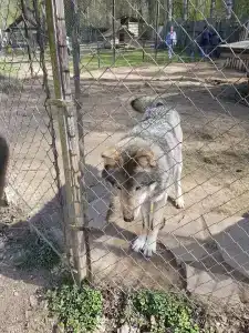 Пушкиногорье - 74