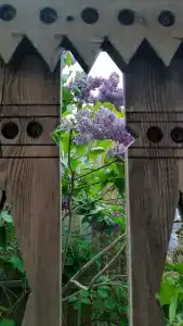 Дом Жар-Птицы - 63