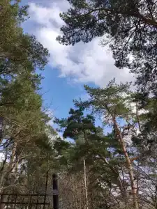 Сосновый бор - 60
