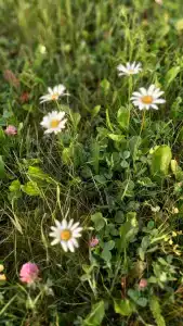 Сабурово - 68