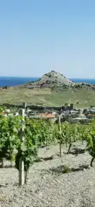 Вариант Омега - 46