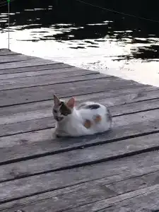 Зелёная роща - 14