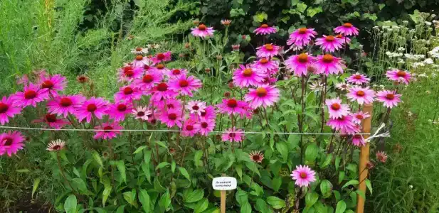 Пушкиногорье - 39