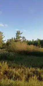 Березовая роща - 9