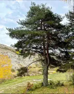 Орлиное гнездо - 4