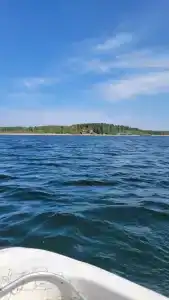 Акуля - 15