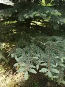 Русский лес - 79