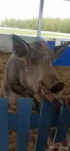 Александровский спас - 27