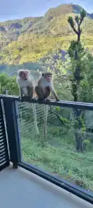 Pandanus Beach Resort & Spa - 22