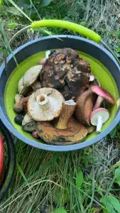 Дом Жар-Птицы - 70