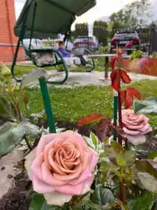 Царедворье - 54