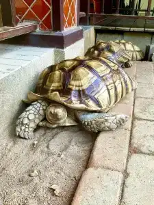 Botany Beach Resort - 38