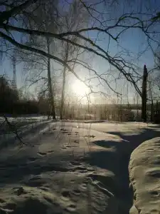 Хвойный - 61