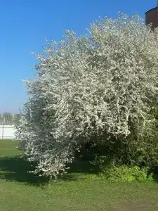 Фазенда - 39