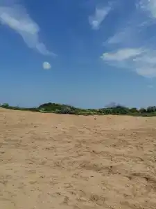 Пение птиц - 8