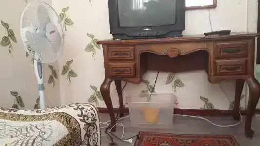Хоста - 30