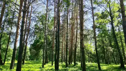 Березки - 3