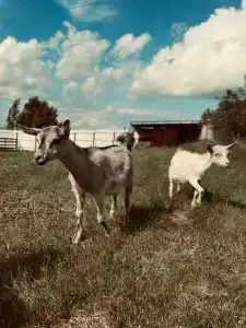 Некрасовский - 18