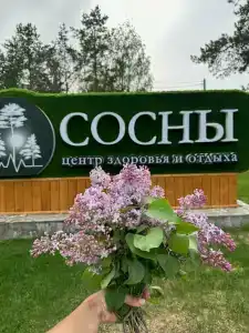 Сосны - 17