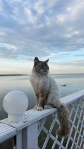 Гостевой дом Элиза Заркау - 43