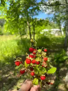 Мультиферма - 49