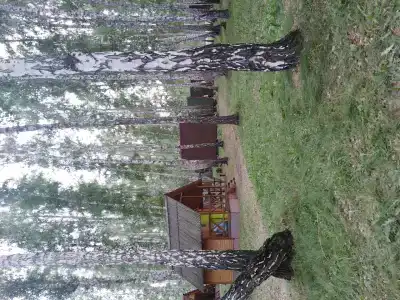 Лукоморье - 32