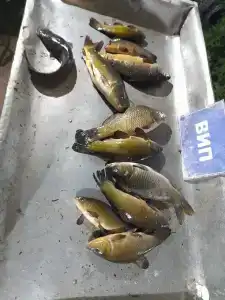 Рыбалка на Юдинках - 19