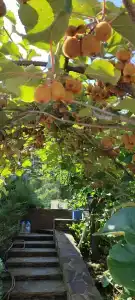 Замок Рауля - 26