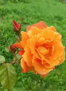 Нижегородец - 65