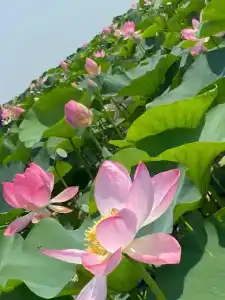 Фея 2 - 20