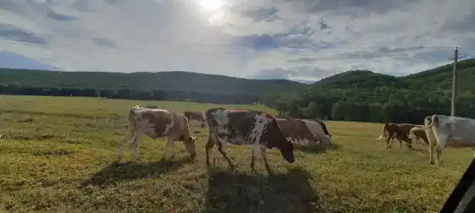 Кук-Караук - 10