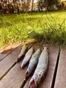 Соколино - 12